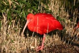 Ibis rouge