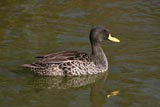 Canard � bec jaune