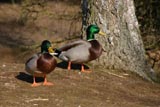 Canard colvert