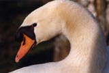 Cygne tubercul�