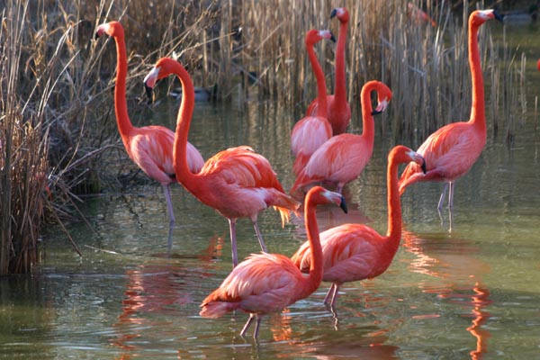 Les flamants roses sont 
	facilement reconnaissables. En France, on les trouve principalement en Camargue.