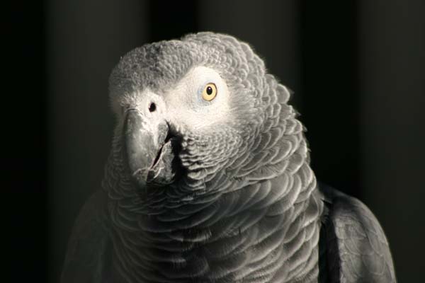 Le perroquet jaco ou gris du Gabon est un animal dou� d'une grande intelligence.
