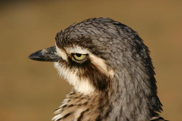 L'oedicn�me brid� est un oiseau limicole qui vit en Australie.