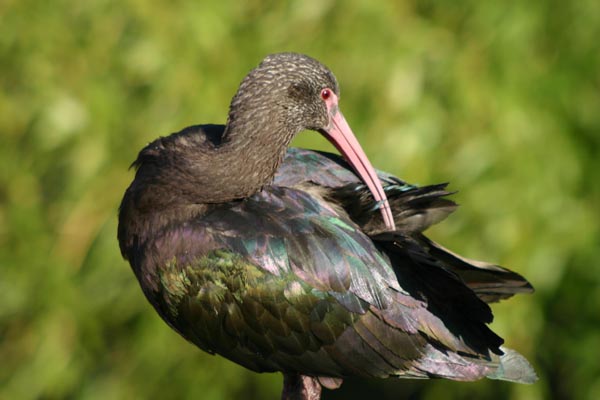 Il est possible de rencontrer l'ibis falcinelle en France � proximit� de zones humides.