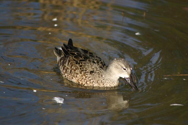 Canard pilet femelle