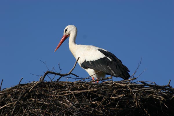 Cigogne blanche dans son nid