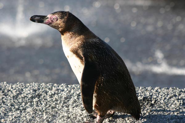 Le manchot de Humboldt vit sur les c�tes du Chili ou du P�rou.