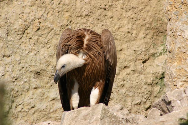 Vautour fauve : l'�quarrisseur de nos campagnes aime nicher dans les falaises.