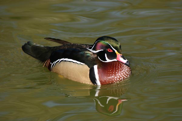 Canard non identifi� malgr� tous mes efforts !