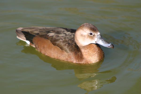 Encore un �chec dans l'identification de ce canard !