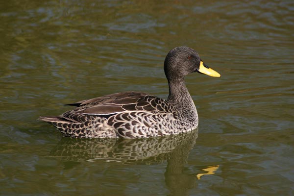 Canard � bec jaune