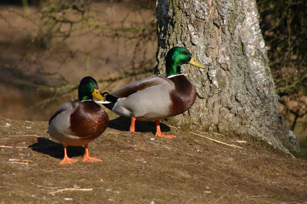 Canard colvert