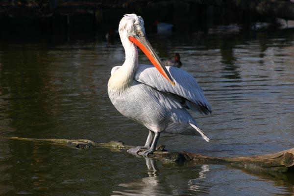 Le p�lican fris� est reconnaissable � la grande poche qu'il a sous le 
		bec de couleur rouge�tre et qui peut contenir plusieurs kg de poissons !