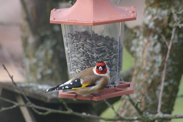 Le chardonneret �l�gant est un magnifique oiseau avec son gros bec et son masque rouge