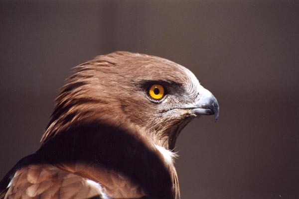 Le circa�te Jean-le-Blanc est un 
	oiseau migrateur qui passe l'hiver en Afrique.