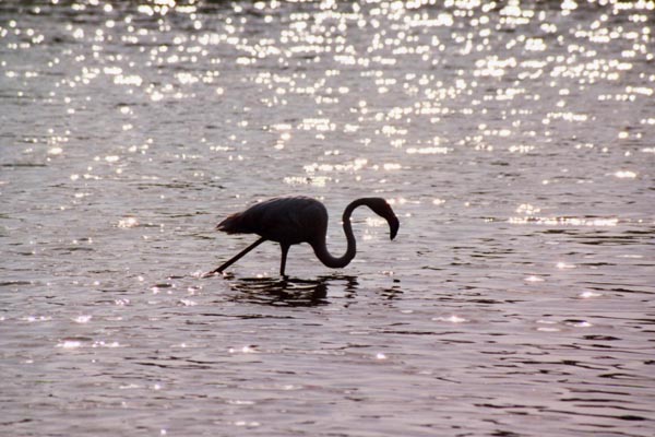 Silhouette d'un flamant rose photographi� en contre-jour.