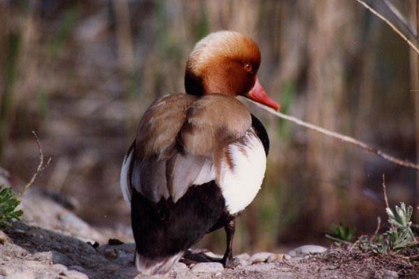 La nette rousse est un canard plongeur d'une rare beaut�.