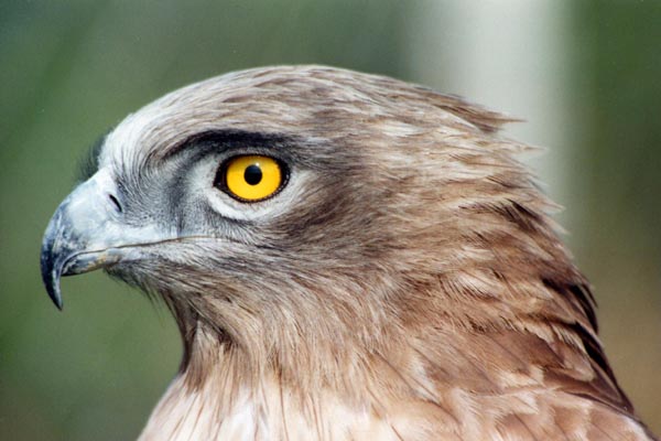 Le circa�te Jean-le-Blanc a une t�te large, des yeux jaunes et un bec court.