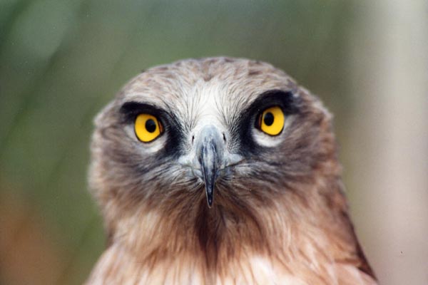 Le circa�te Jean-le-Blanc a de grands yeux jaunes