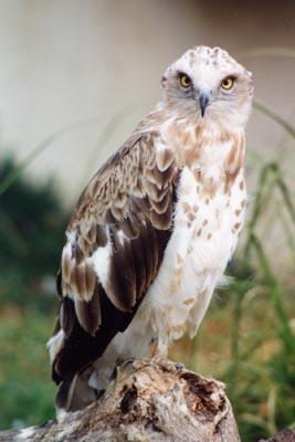 Le circa�te Jean-le-Blanc 
	est capable de faire du vol stationnaire. On dit alors qu'il fait le saint-esprit.