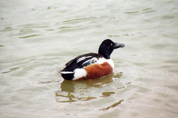 Canard souchet m�le