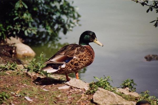 Il existe une tr�s grande vari�t� de canards. Il est parfois difficile 
	de les identifier. C'est le cas pour ce magnifique sp�cimen.