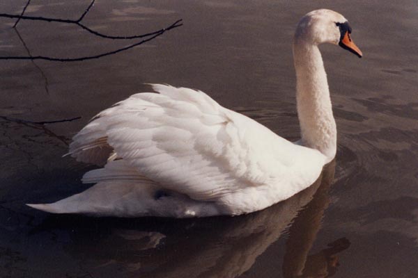 Le cygne tubercul� est tr�s fr�quent � l'�tat sauvage ou domestiqu�