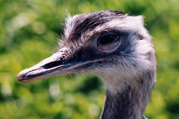 Le nandou, le plus grand oiseau d'Am�rique, est incapable de voler.