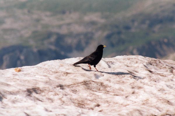Le chocard � bec jaune est le compagnon des montagnards, surtout quand ces derniers sont en train de manger !