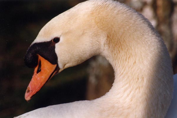 Le cygne est un oiseau tr�s appr�ci� probablement du fait de son �l�gance.
