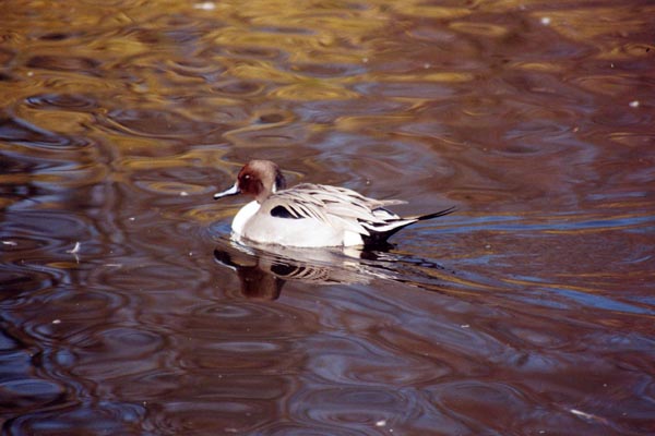 Le canard pilet est tr�s certainement un des plus �l�gants canard avec son long cou et sa queue effil�e.