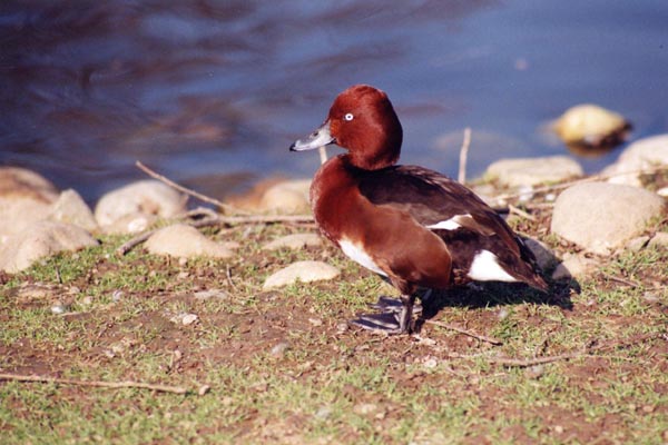 Le fuligule nyroca est un canard plongeur d'une tr�s grande beaut�.