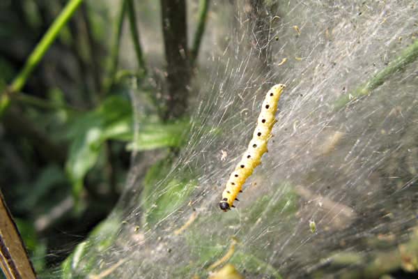 Les larves des papillons sont appel�es chenilles et sont une des quatre phases de leur d�veloppement : oeuf, larve, chrysalide, imago.