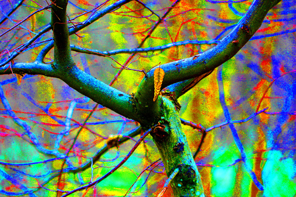 Oiseau, viens construire ton nid