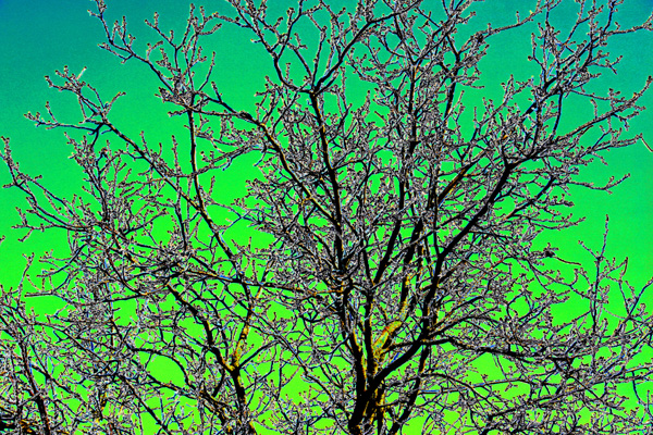 Les arbres montent jusqu'au ciel !