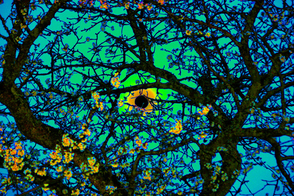 Lune et cerisier en fleur